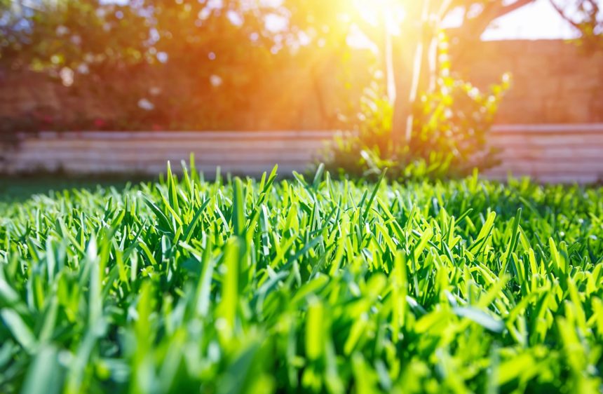 Nuovo “Vigor” al tuo giardino con tosaerba e decespugliatore