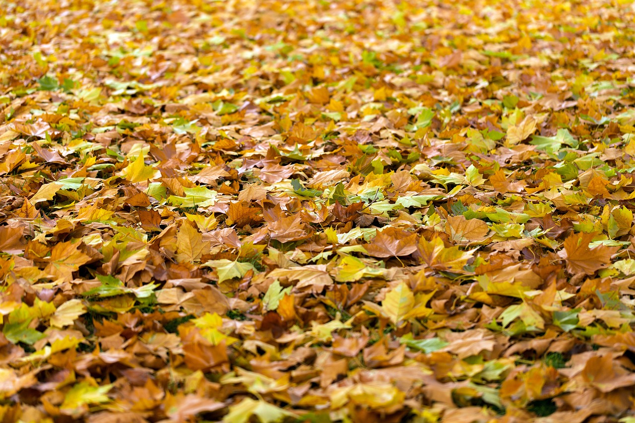 Soffiatori per il giardino